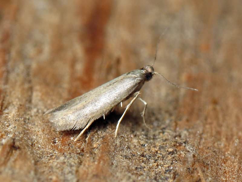 Lepidoptera